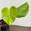 Thumbnail: Monstera Large Form Yellow Thai 
