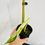 Thumbnail: Syngonium Chiapense Variegated