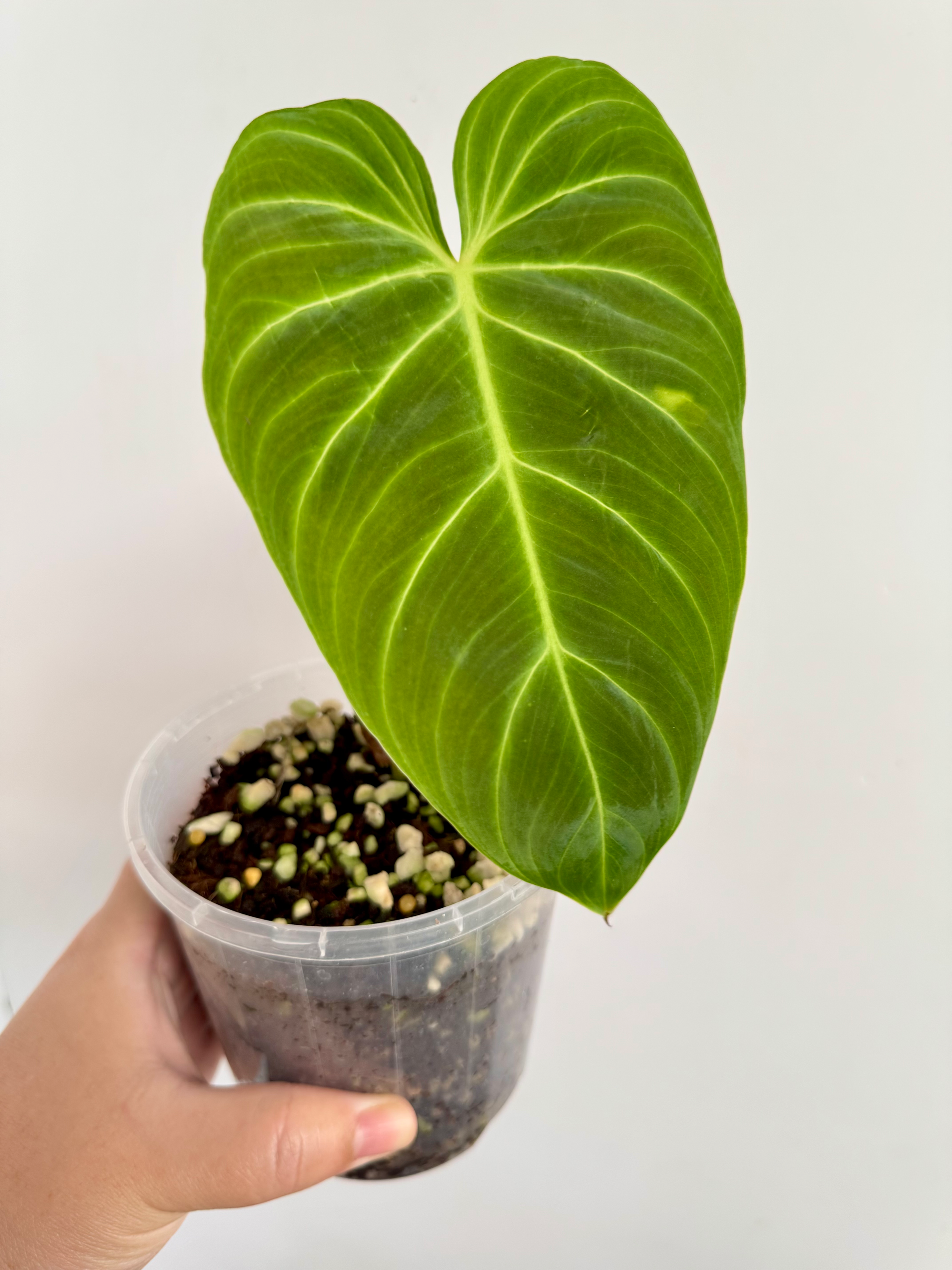 Philodendron Splendid 