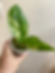 Monstera Lechleriana Variegated