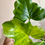 Thumbnail: Thaumatophyllum Java Beauty