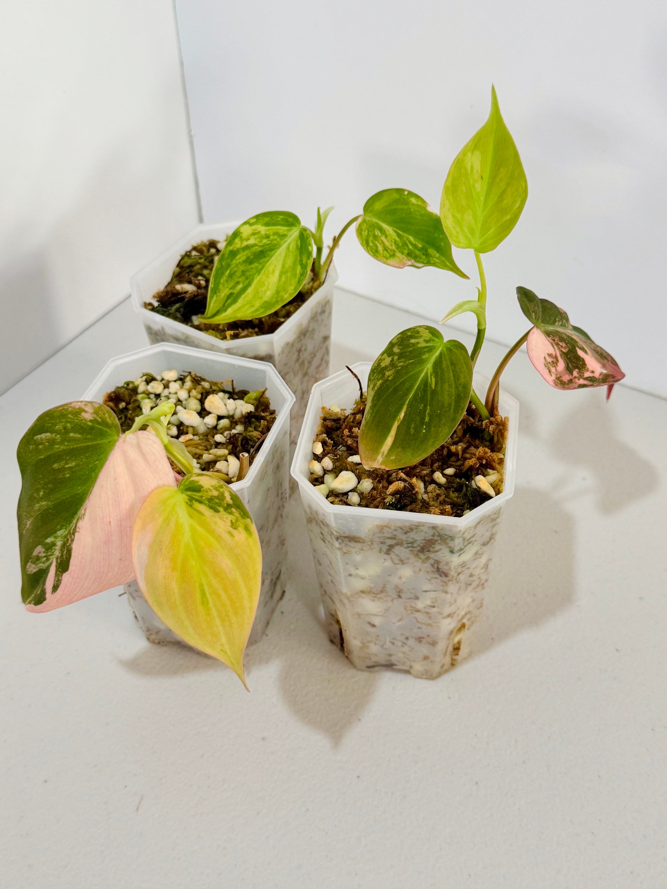 Philodendron Micans Variegated