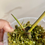 Thumbnail: Philodendron Golden Dragon Variegated 2 growth points