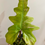 Thumbnail: Philodendron Florida Beauty x Mayoi 