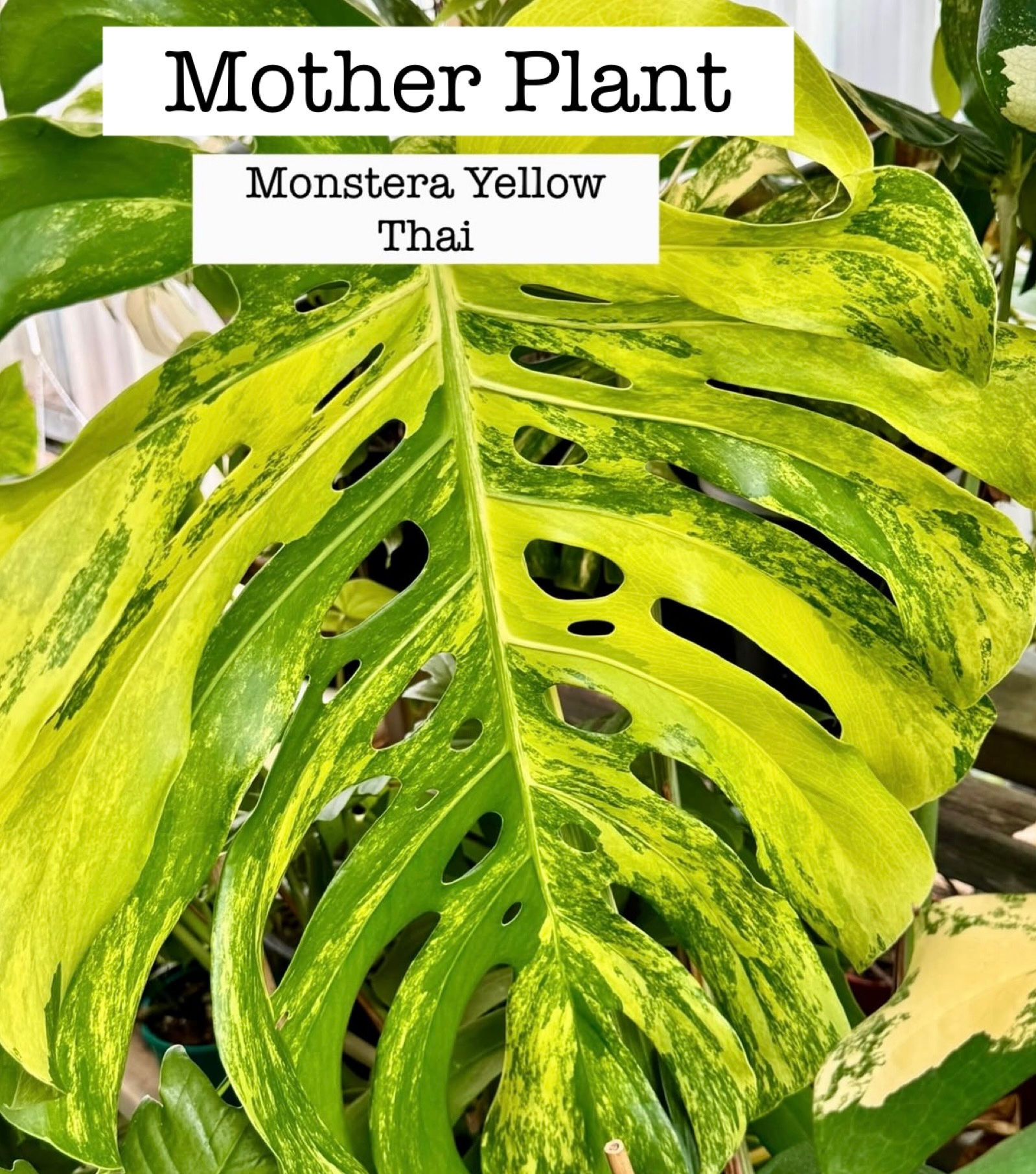 Monstera Large Form Yellow Thai 