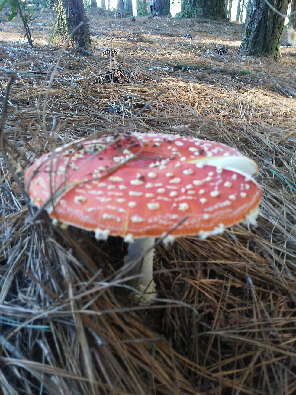 Amanita Muscaria