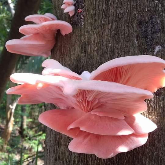Pleurotus Djamor