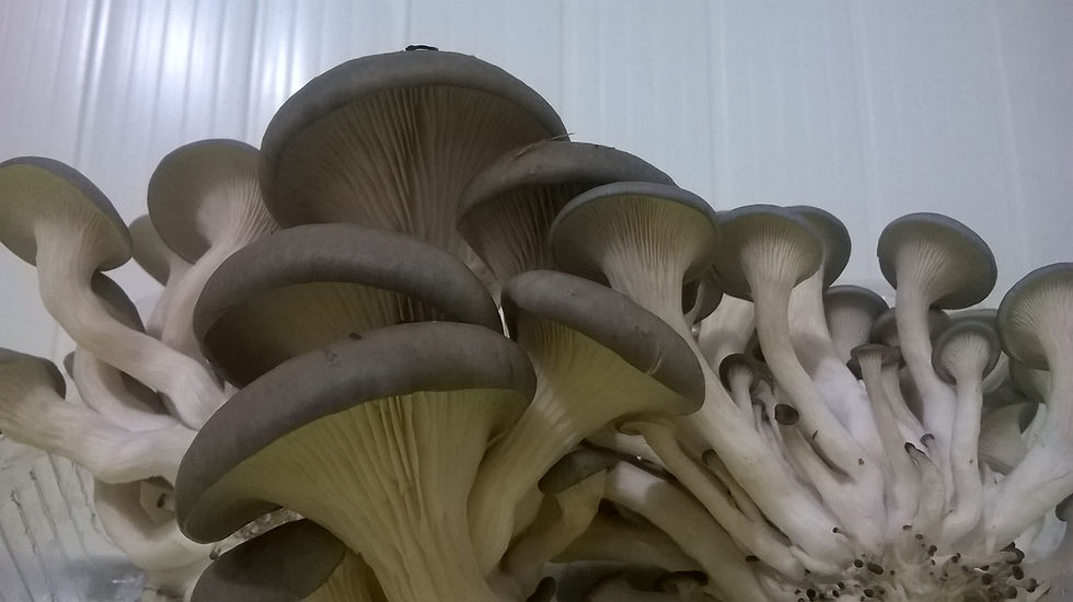 Pleurotus Ostreatus