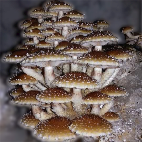 Pholiota Adiposa