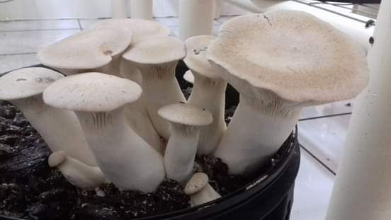 Pleurotus Erynguii