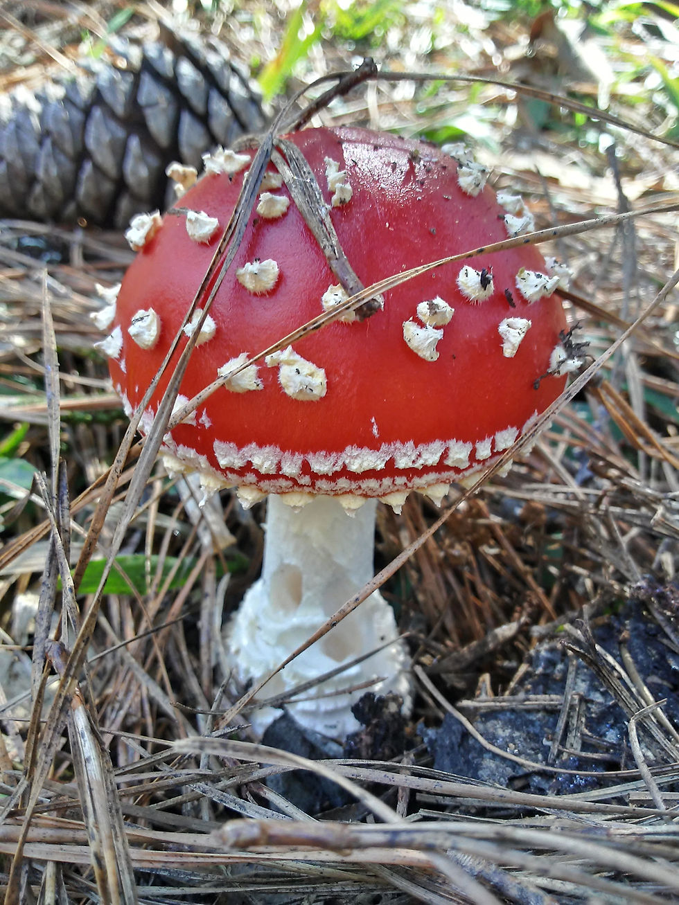 Amanita Muscaria