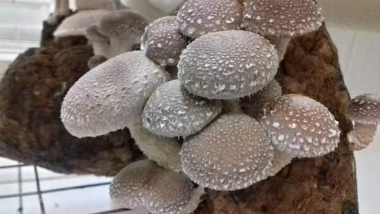 Shiitake (Lentinula Edodes)