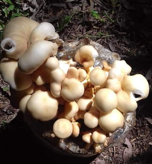 Omphalotus (Cogumelo Bioluminescente)