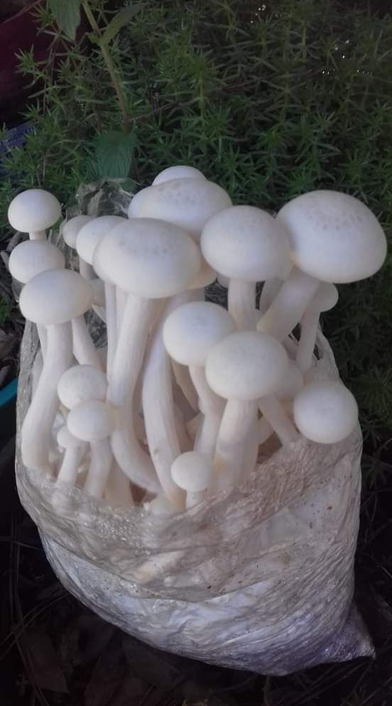 Hon Shimeji (Hipsizygus Tessulatus)