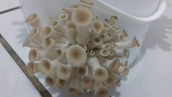 Hipsizygus Ulmarius