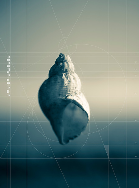 12. Common whelk.jpg