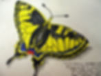 Butterfly Colouring Pencil Drawing
