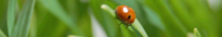 Ladybird-header