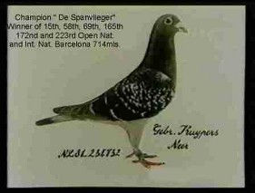 Kuyper Bros Champion De Spanvlieger