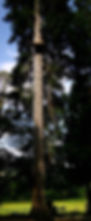 Tree-Abseil-Full-Height-Ropes-Course