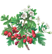 hawthorn_2