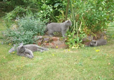 Was_that_a_mouse!_Wedding_&_Cats_238