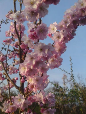 prunus accolade