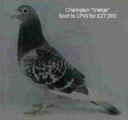 Marijn van Geel's Champion stock cock Vlekje