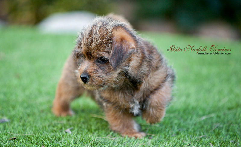 Norfolk Terrier Breeder Spain