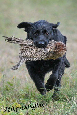 Spy retrieving 2
