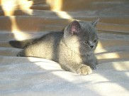 British Blue Kitten from Lynnaes
