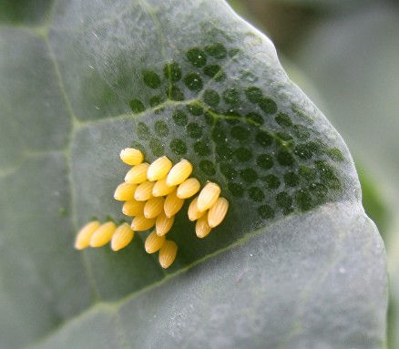 Large White Butterfly eggs