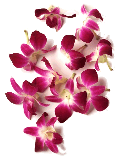 orchids