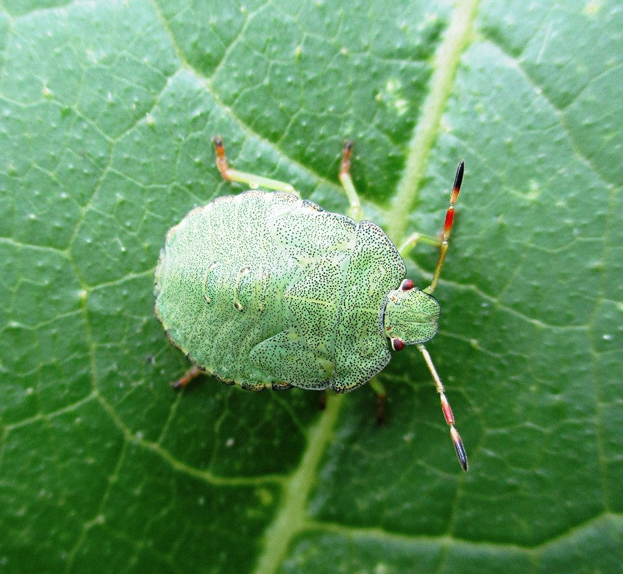 Green Shieldbug - final instar, Sept 2020 - 1