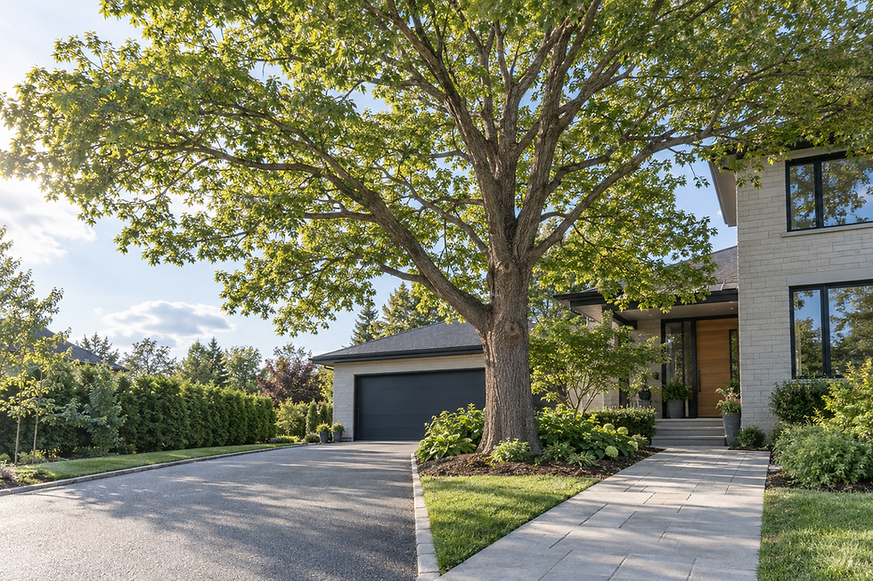 Modern house with a large tree in the front garden, a grey driveway, and a path leading to the entrance.