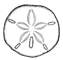 sand_dollar