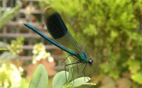 dragonfly_edited-2