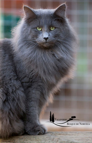 Maximus bosque de noruega barcelona