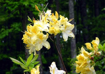 azalea daviesii
