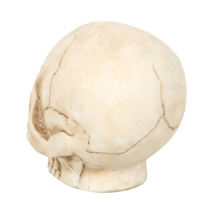 Thumbnail: Skull Ornament with Snake