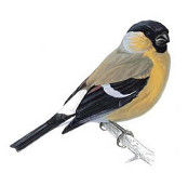 bullfinch