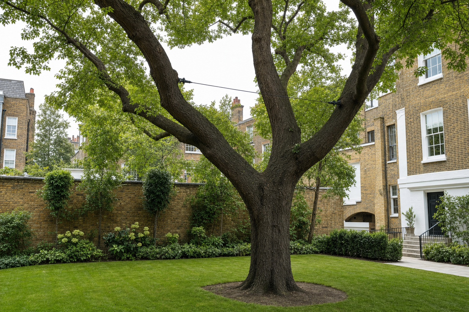 Tree Cable Bracing