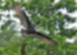 Turkey-Vulture-miradorrioblanco_9744