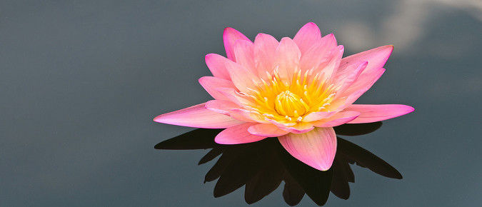 lotus