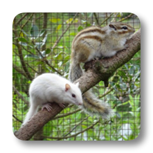 Chipmunks
