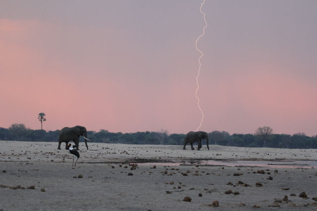 69 - Imvelo Elephant Trust - First rains have arri