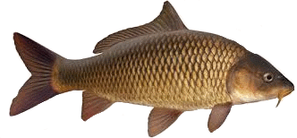 carp