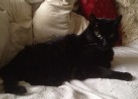 Cat Sitter, Leeds