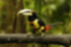 Pale-Mandibled-Aracari-2