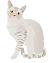 bengal